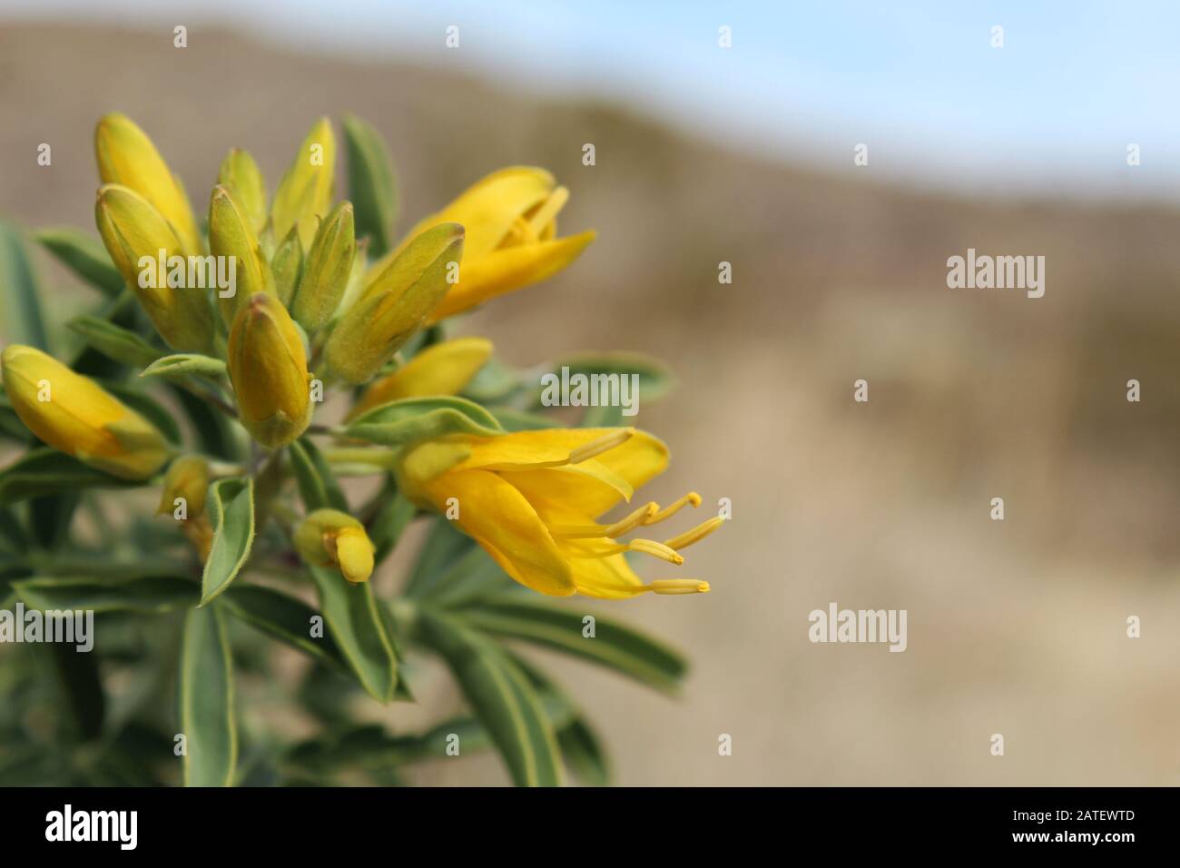 Eine der ersten einheimischen Pflanzen, die während kühlerer Monate in der südlichen Mojave-Wüste blühen, ist Bladderpod, Peritoma Arborea, im Joshua Tree NP. Stockfoto