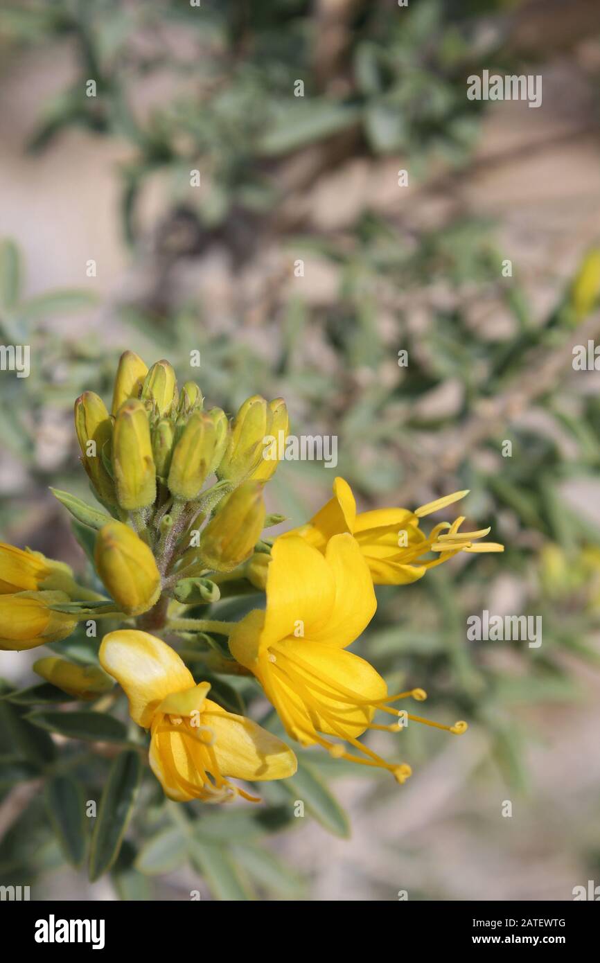 Eine der ersten einheimischen Pflanzen, die während kühlerer Monate in der südlichen Mojave-Wüste blühen, ist Bladderpod, Peritoma Arborea, im Joshua Tree NP. Stockfoto