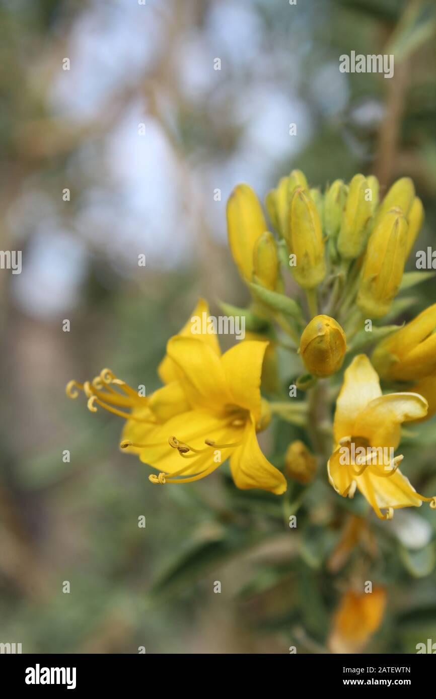 Eine der ersten einheimischen Pflanzen, die während kühlerer Monate in der südlichen Mojave-Wüste blühen, ist Bladderpod, Peritoma Arborea, im Joshua Tree NP. Stockfoto