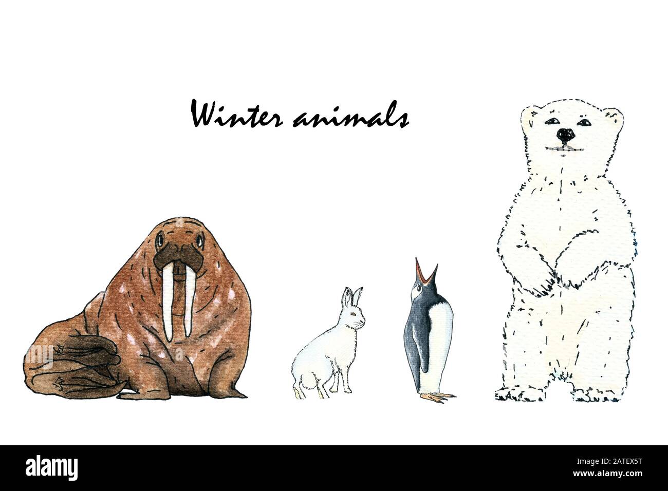 Tiergruppe: Walross, Eisbär, Kaninchen und Pinguin. Handzeichnen von Aquarellskizze auf weißem Hintergrund. Farbenfrohe Illustration. Das Bild kann in Grußkarten, Plakaten, Flyern, Bannern, Logos, weiterem Design usw. verwendet werden Stockfoto