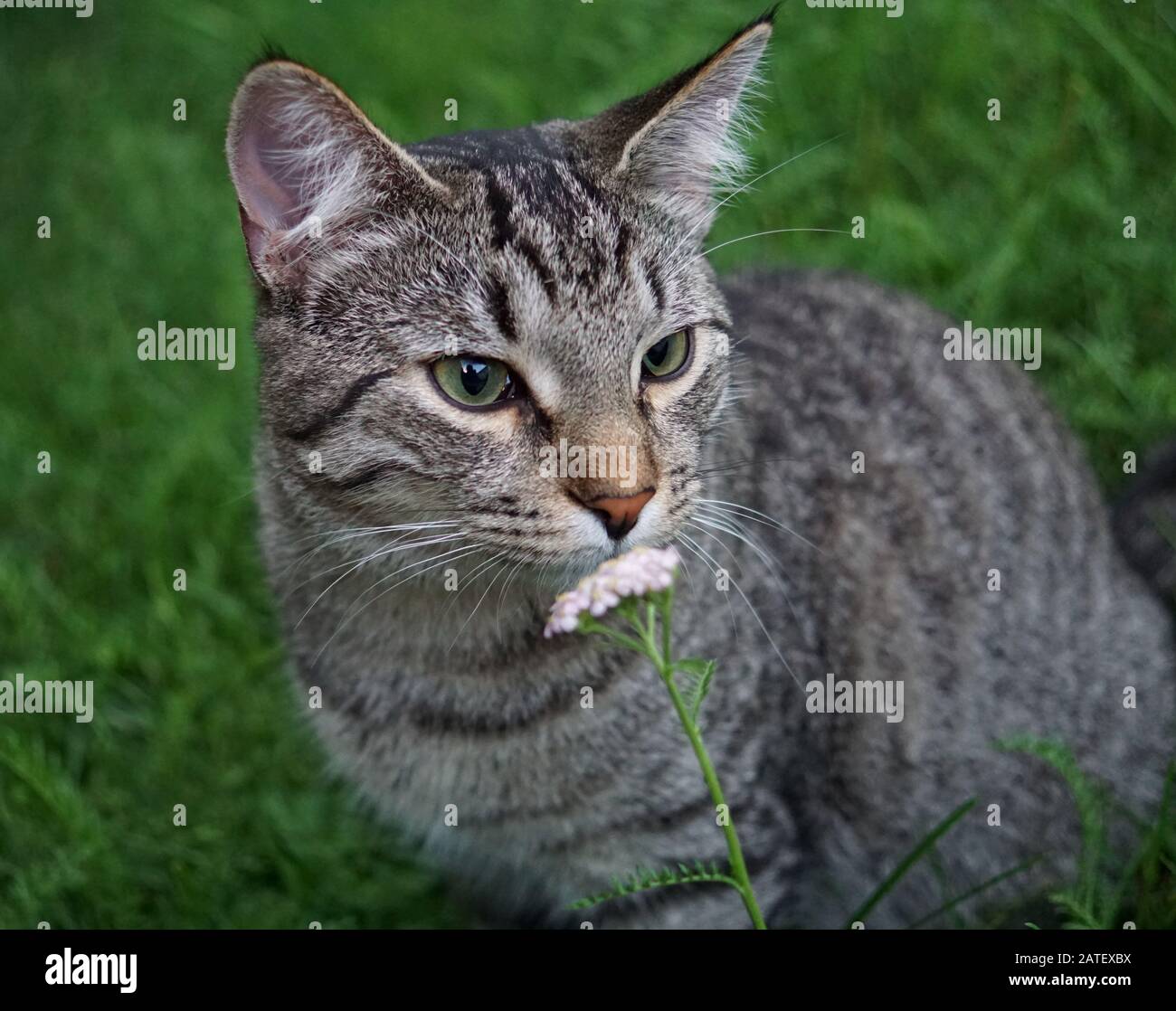 Nahaufnahme einer Hauskatze, die eine Blume riecht Stockfoto