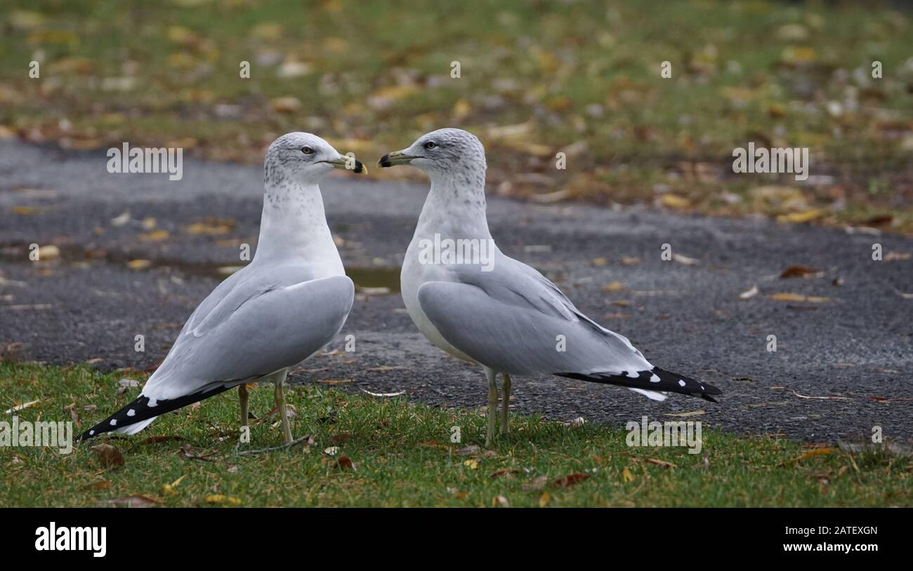 Von Angesicht zu Angesicht umhüllte Möwen Dominanz und Einschüchterung Haltung Stockfoto