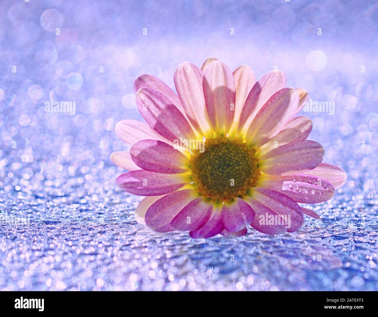 Nahaufnahme eines leuchtend rosafarbenen Chrysanthemums auf glitzerndem silberfarbenem und blauem Hintergrund Stockfoto