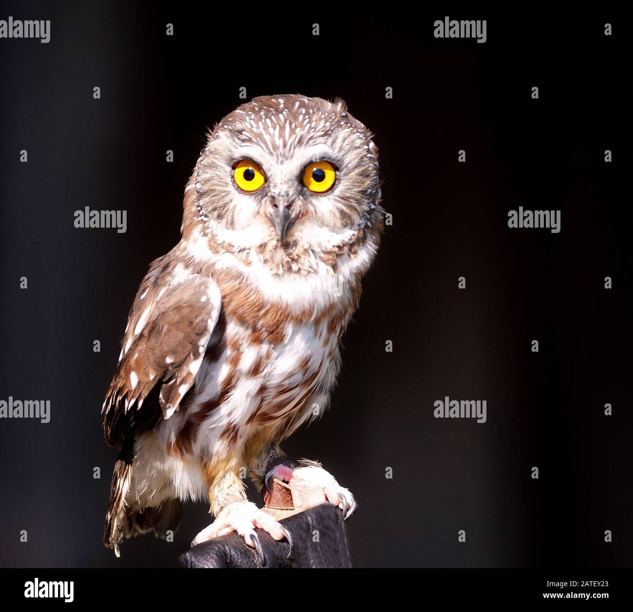 Nahaufnahme des Porträts einer borealen Eule auf schwarzem Hintergrund Stockfoto