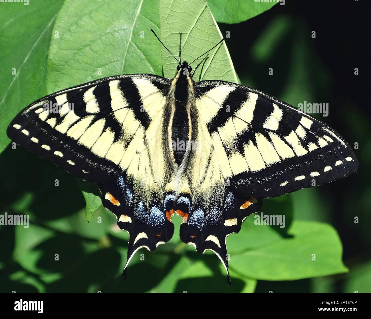 Extreme Nahaufnahme eines Papilio garamas Schmetterlings auf einem grünen Blatt Stockfoto