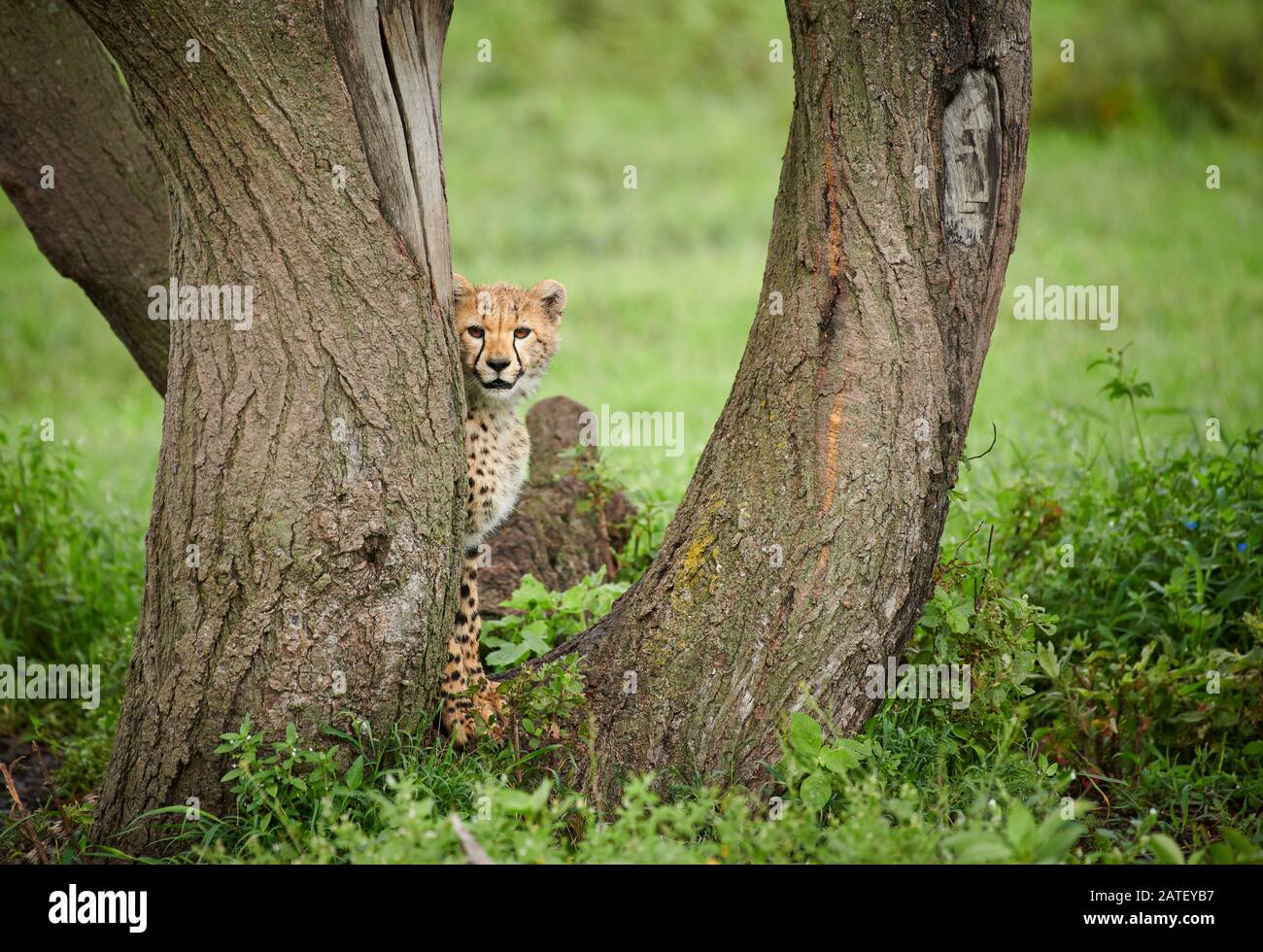 Süßer junger Gepard, Acinonyx jubatus, im Serengeti-Nationalpark, Acinonyx jubatus, UNESCO-Weltkulturerbe, Tansania, Afrika Stockfoto
