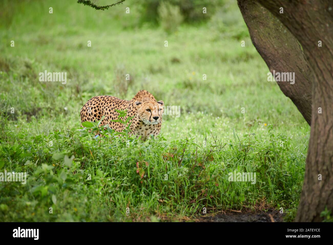Auf der Jagd nach Gepard, Acinonyx jubatus, im Serengeti-Nationalpark, Acinonyx jubatus, UNESCO-Weltkulturerbe, Tansania, Afrika Stockfoto