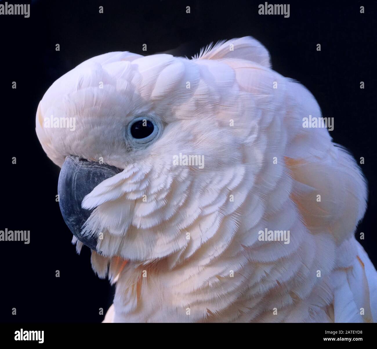 Extremes Nahporträt einer weißen Kakadus Papagei Stockfoto