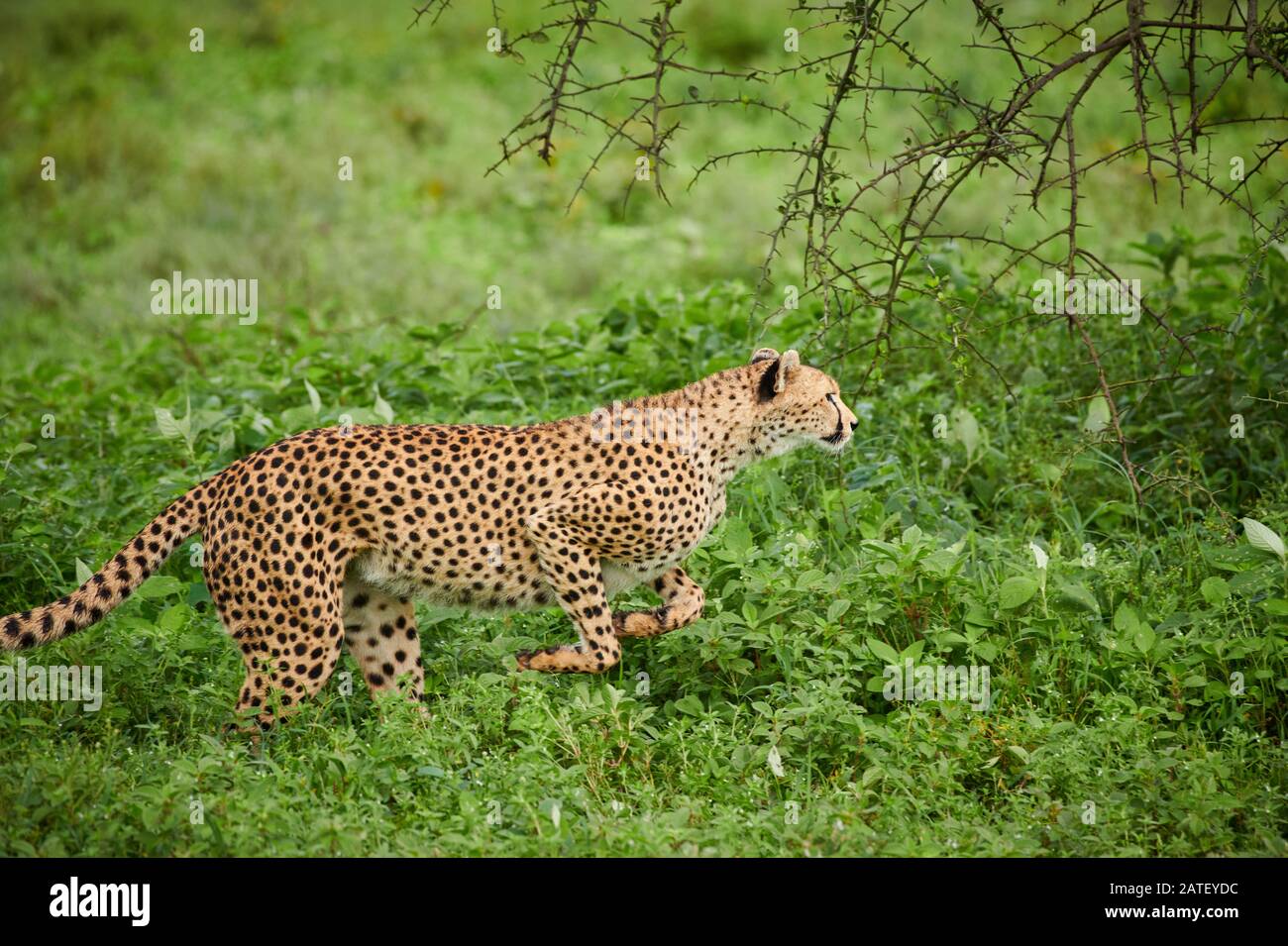 Gepard, Acinonyx jubatus, im Serengeti Nationalpark, Acinonyx jubatus, UNESCO Weltnaturerbe, Tansania, Afrika Jeetah, Acinonyx jubatus, in Serengeti Stockfoto
