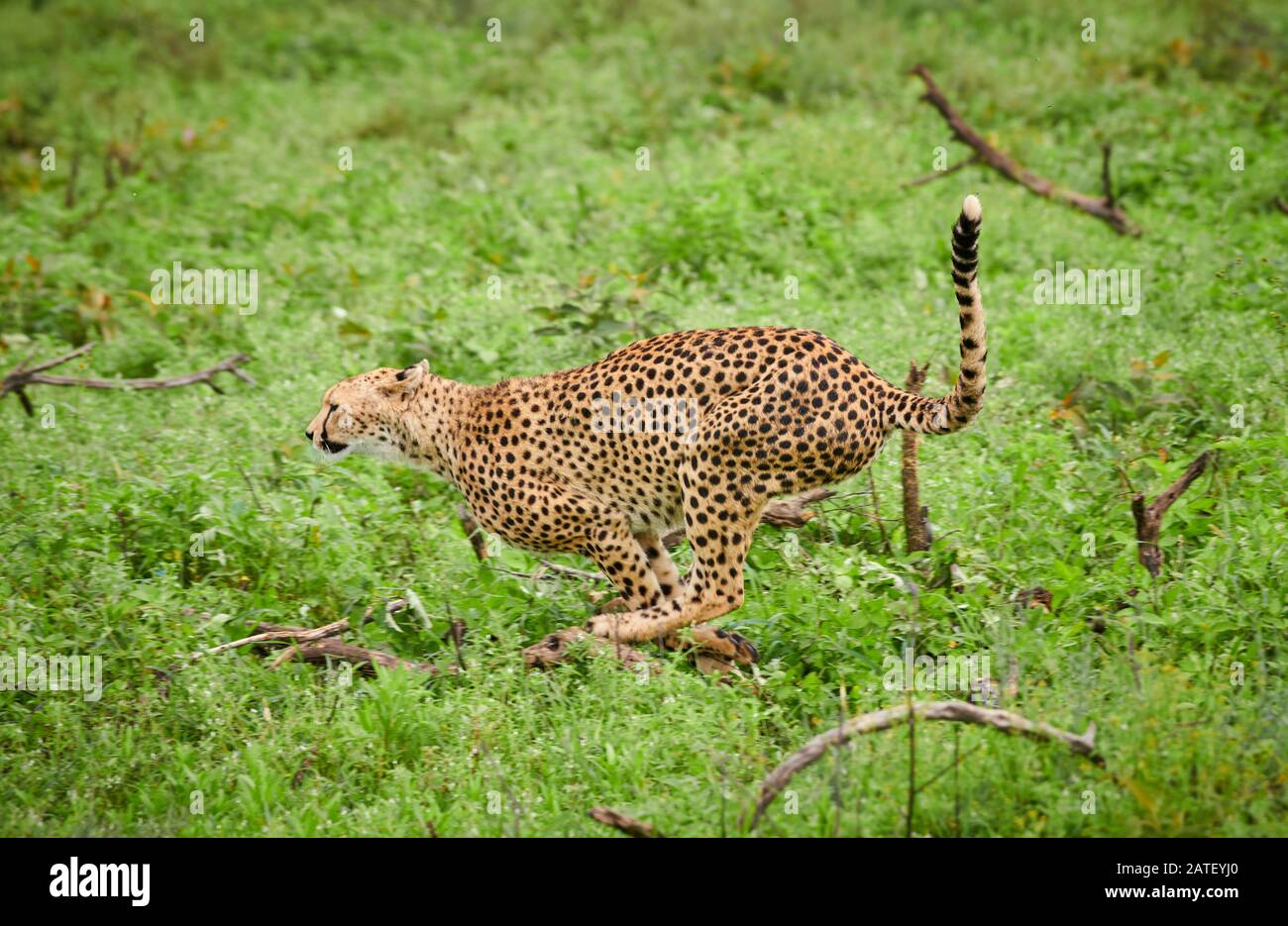 Laufen Gepard, Acinonyx jubatus, im Serengeti-Nationalpark, Acinonyx jubatus, UNESCO-Weltkulturerbe, Tansania, Afrika Stockfoto