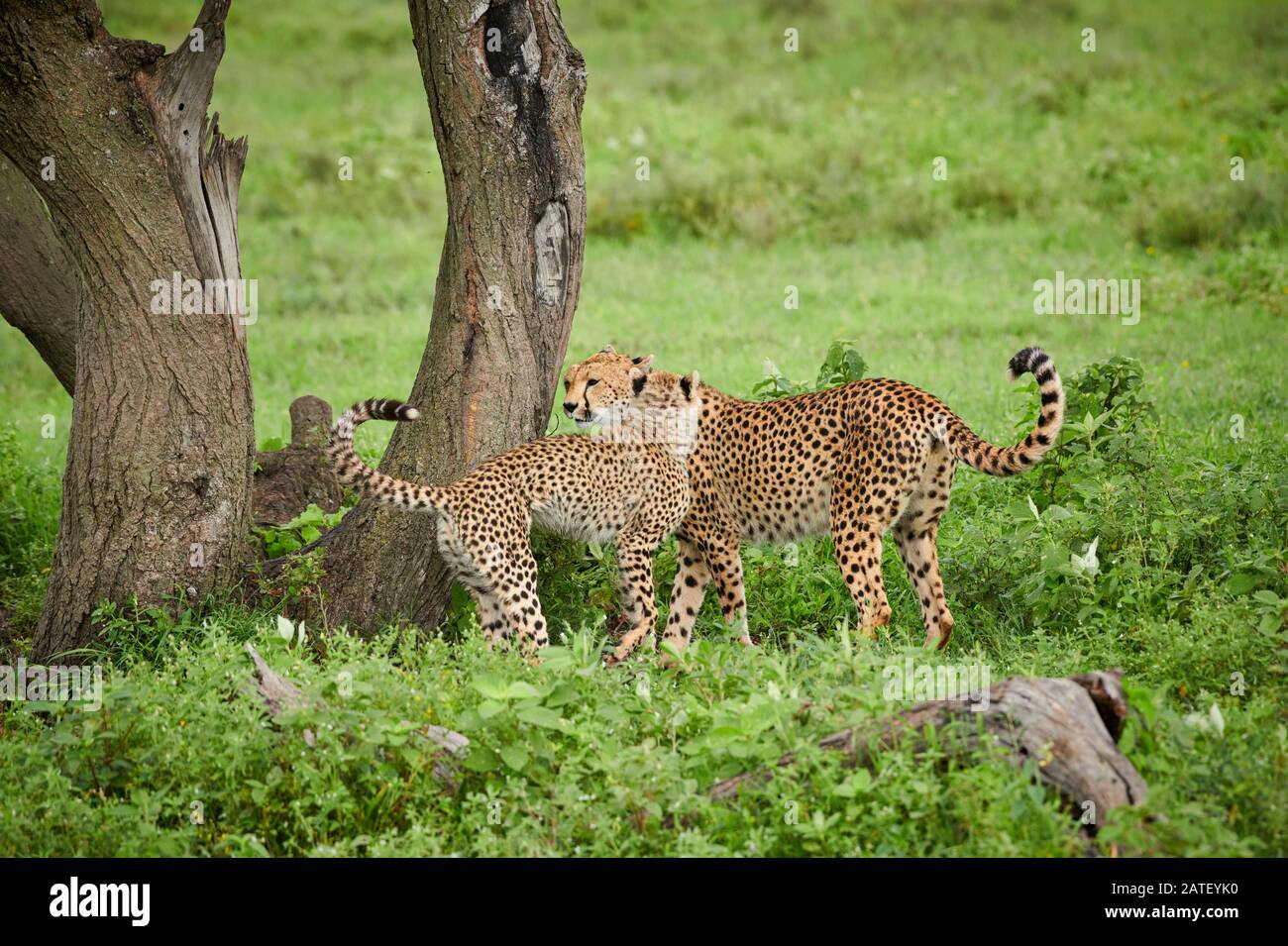 Gepard Cub spielt mit Mutter Acinonyx jubatus im Serengeti-Nationalpark, Acinonyx jubatus, UNESCO-Weltkulturerbe, Tansania, Afrika Stockfoto