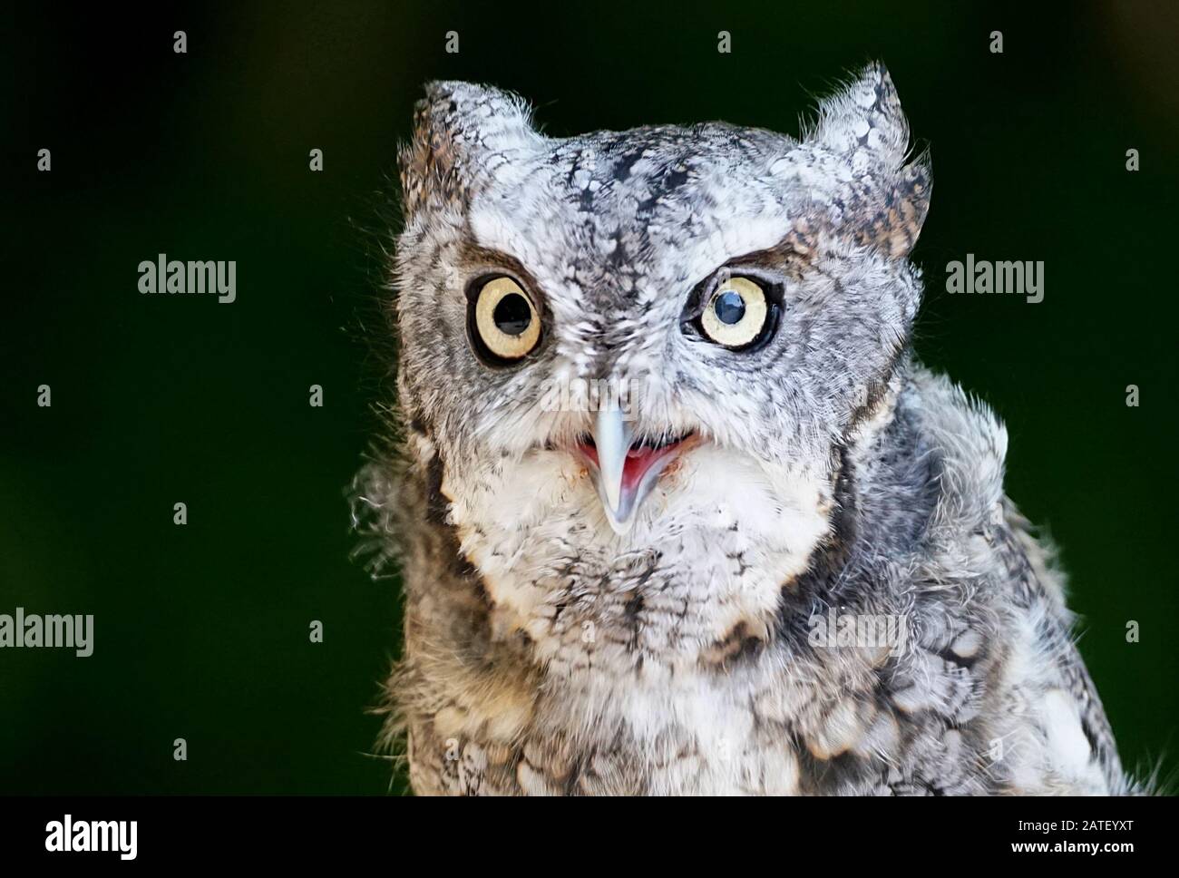 Extreme Nahaufnahme eines Porträts einer östlichen Eule auf dunklem Hintergrund Stockfoto