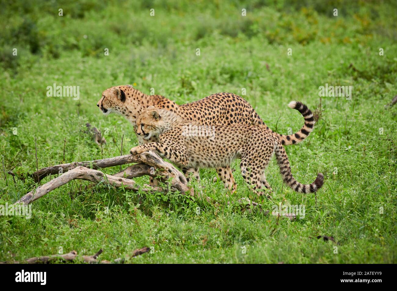 Gepard Cub spielt mit Mutter Acinonyx jubatus im Serengeti-Nationalpark, Acinonyx jubatus, UNESCO-Weltkulturerbe, Tansania, Afrika Stockfoto