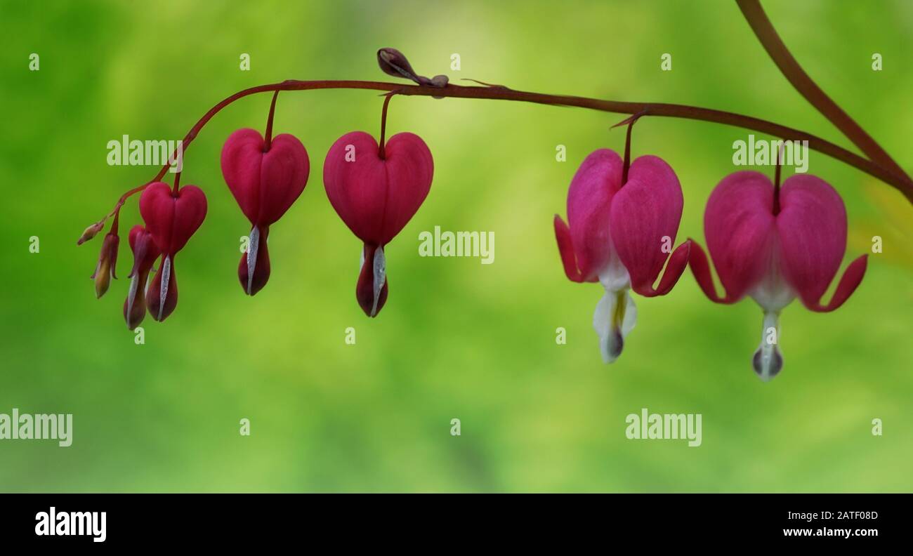 Nahaufnahme blutender Herzen Blumen Hand in Hand auf weichem grünem Hintergrund Stockfoto