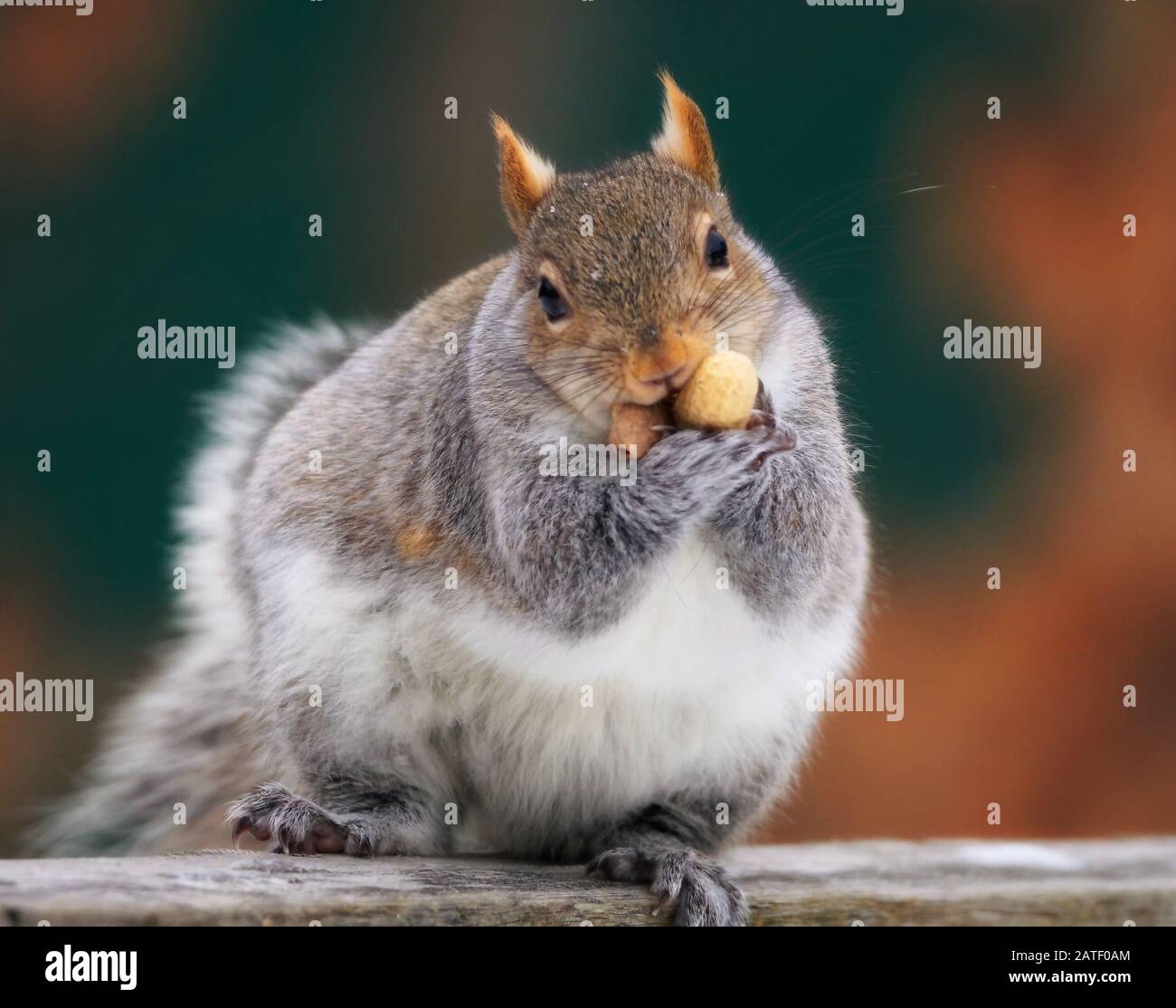 Ein süßes Gleithörnchen, das zwei Erdnüsse im Mund hält Stockfoto