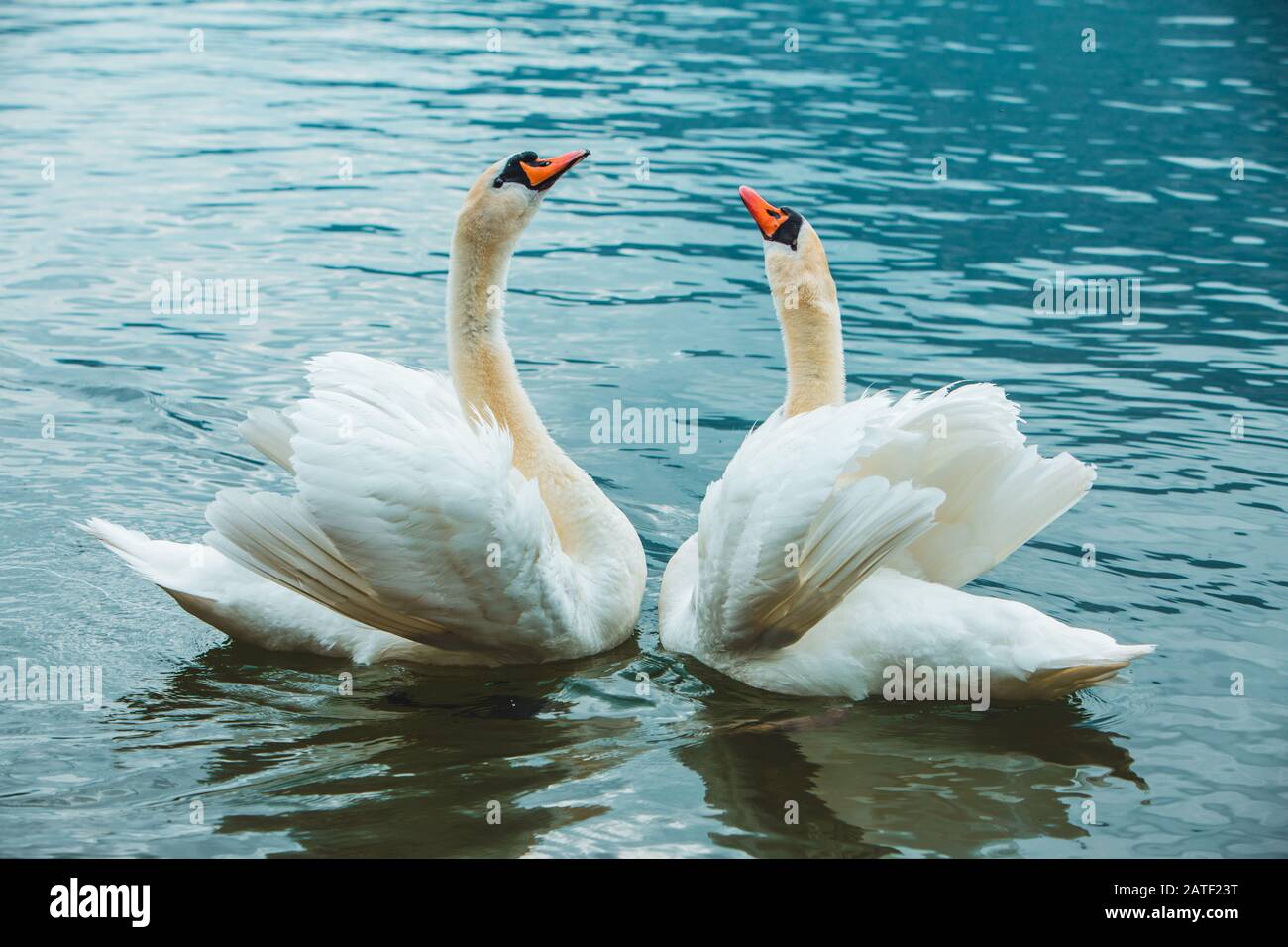 Zwei Schwäne im See liebe Tanz Stockfoto