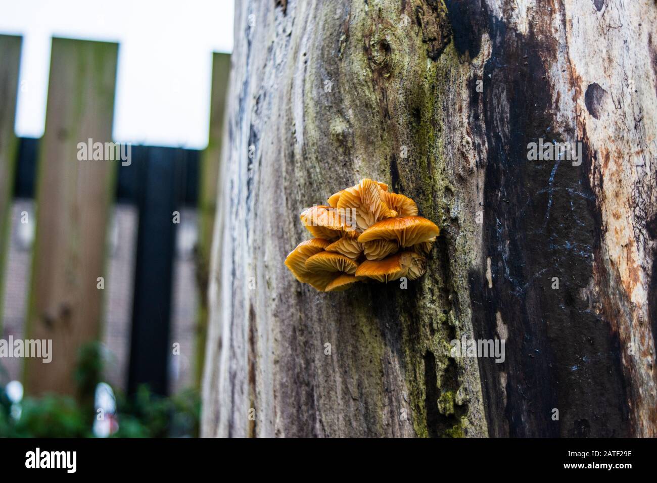 Ein Cluster aus Samtpilzen Flammulina velutipes, der auf dem Stamm eines toten Baumes wächst, von dem die Rinde verschwunden ist Stockfoto
