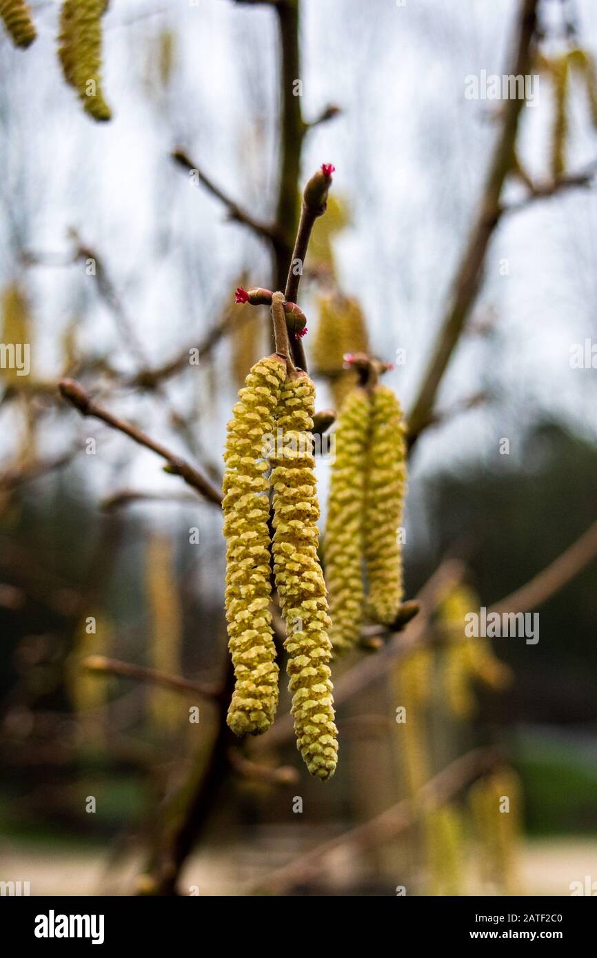 Gelber Hazelbaum Corylus avellana männliche Catkins mit pinkfarbenen weiblichen Blumenarten, die von Knospen sichtbar sind Stockfoto
