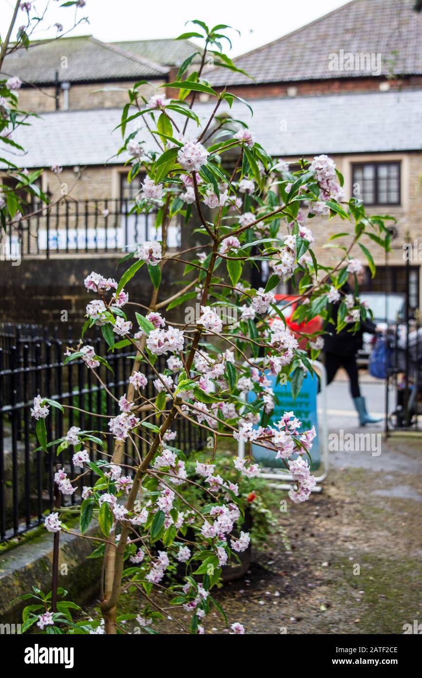 Ein kleiner aufrechter Baum wie der Busch von Daphne bholua 'Jacqueline Postill in einem urbanen Innenstadtbereich an einem tristen Wintertag Stockfoto