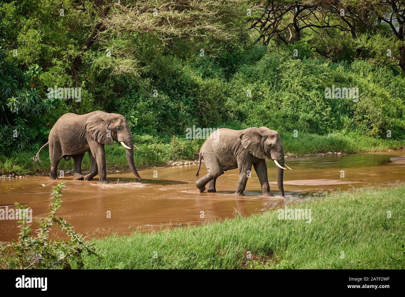 Herde afrikanischer Busch-Elefanten, Loxodonta africana, am Fluss im Manyara-Nationalpark, Tansania, Afrika Stockfoto