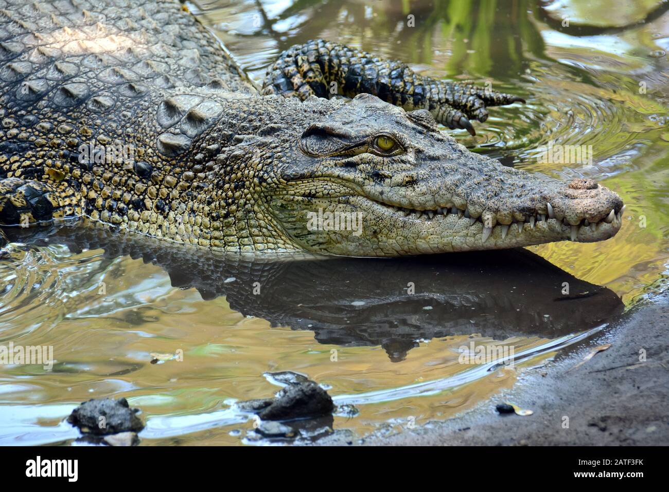 Salzwasserkrokodil, Leistenkrokodil, Crocodylus porosus Stockfoto