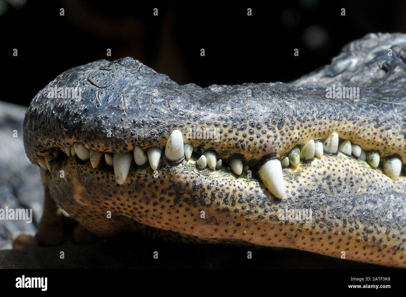 Amerikanischer Krokodil, Gator oder gewöhnlicher Krokodil, MississippiAlligator, Alligator