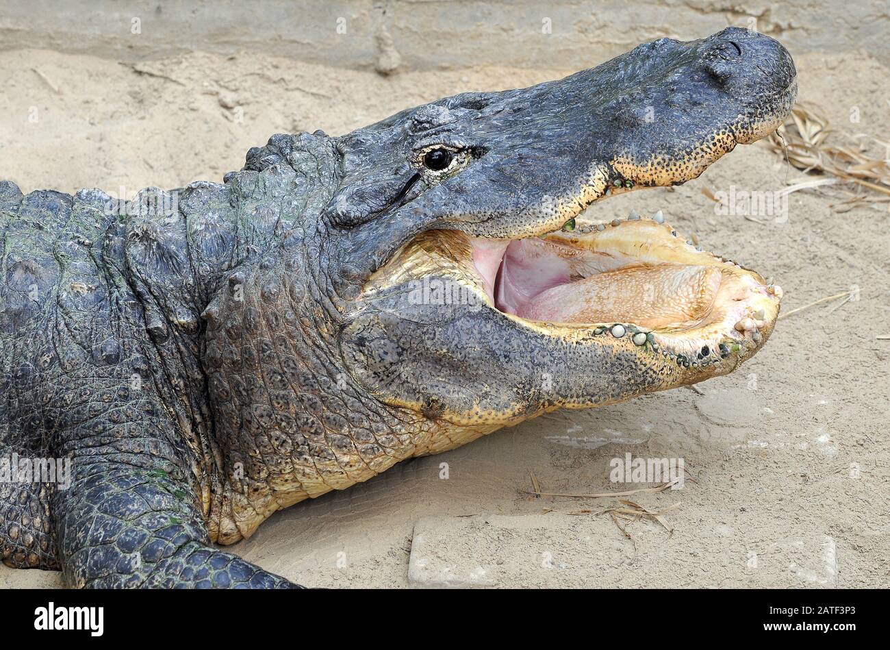 Amerikanischer Krokodil, Gator oder gewöhnlicher Krokodil, MississippiAlligator, Alligator