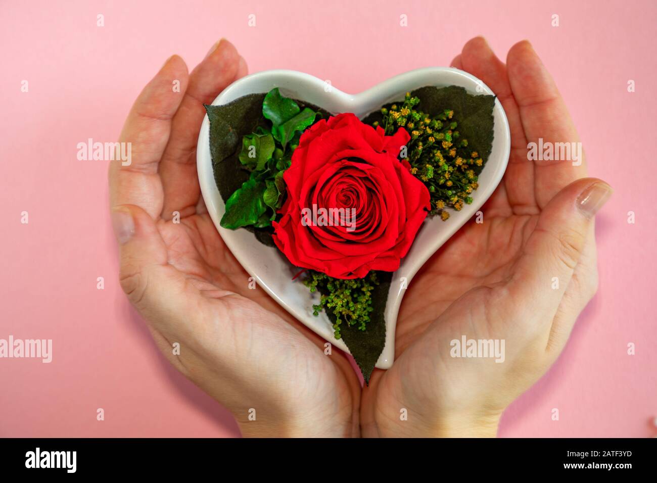 Blumenrote Rose in einem herzförmigen Topf auf einem rosafarbenen Hintergrund, Draufsicht Stockfoto