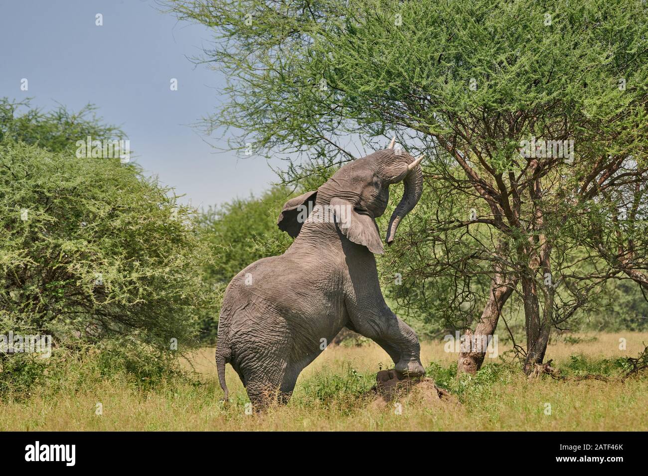 Afrikanischer Busch-Elefant auf Termitenhügel, Loxodonta africana, im Tarangire National Park, Tansania, Afrika Stockfoto