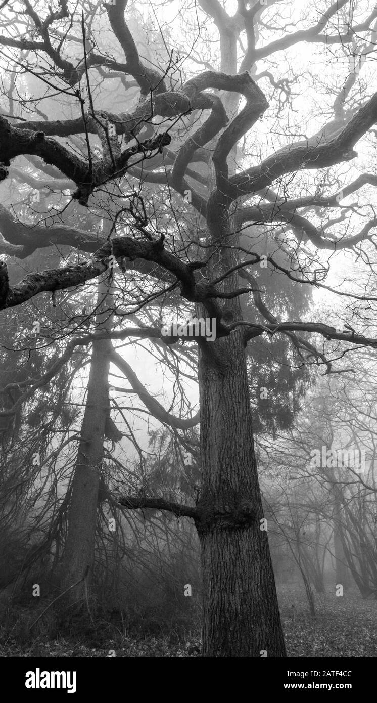 Reife Eiche Bäume in einer Waldlandschaft während der Wintermonate, die ihre Form und Form zeigen Stockfoto