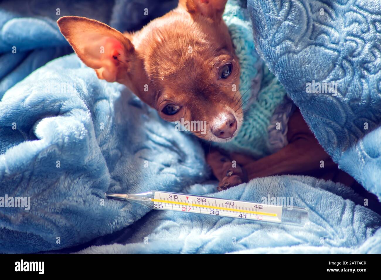 Der kleine Hund in blauem Pullover liegt auf einem Bett, das in einer Decke mit einem Thermometer daneben eingewickelt ist. Konzept für Gesundheit und Krankheit von Haustieren Stockfoto