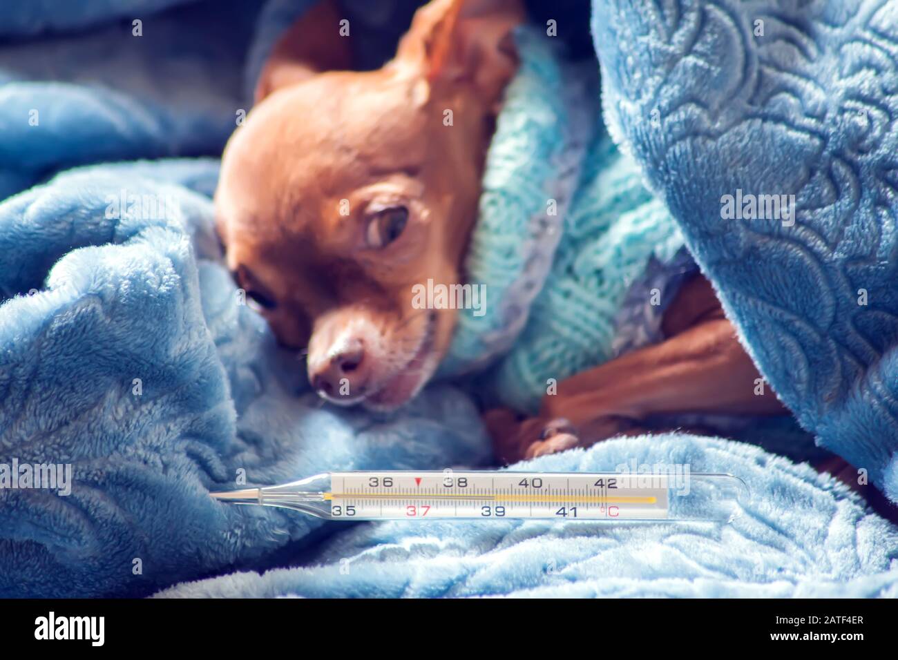 Der kleine Hund in blauem Pullover liegt auf einem Bett, das in einer Decke mit einem Thermometer daneben eingewickelt ist. Konzept für Gesundheit und Krankheit von Haustieren Stockfoto
