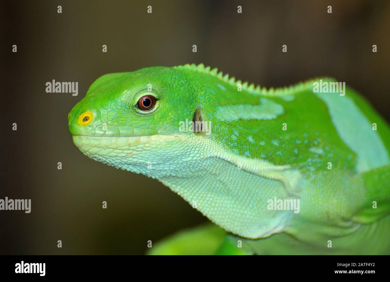Lau banden Iguana, Kurzkammleguan, Brachylophus fasciatus, gefährdet, szalagos leguán Stockfoto