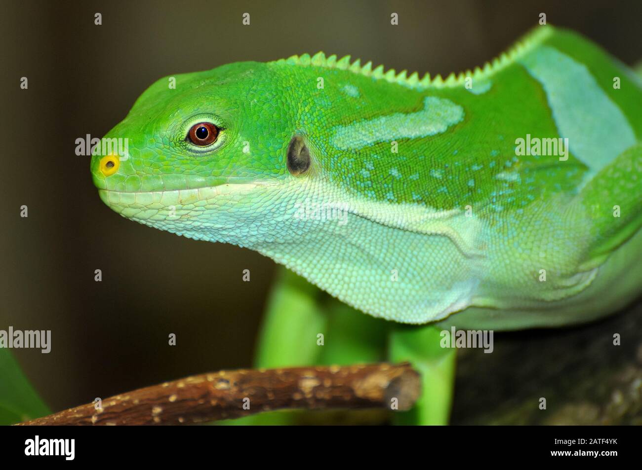 Lau banden Iguana, Kurzkammleguan, Brachylophus fasciatus, gefährdet, szalagos leguán Stockfoto