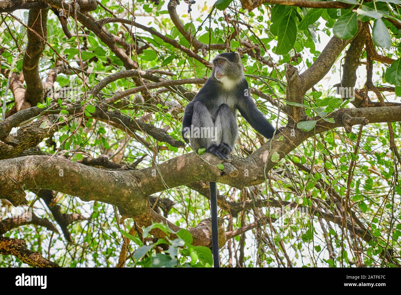 Blauer Affe oder Diademed-Affe, der auf einem Zweig sitzt (Cercopithecus mitis), Lake Manyara National Park, Tansania, Afrika Stockfoto