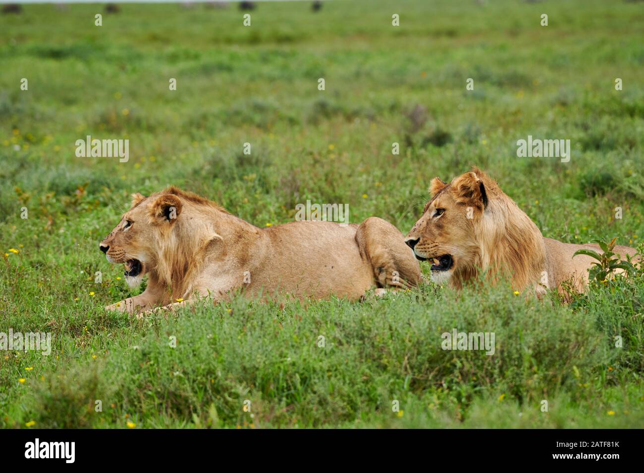 Zwei jüngere männliche Löwen (Panthera leo) im Serengeti-Nationalpark, UNESCO-Weltkulturerbe, Tansania, Afrika Stockfoto