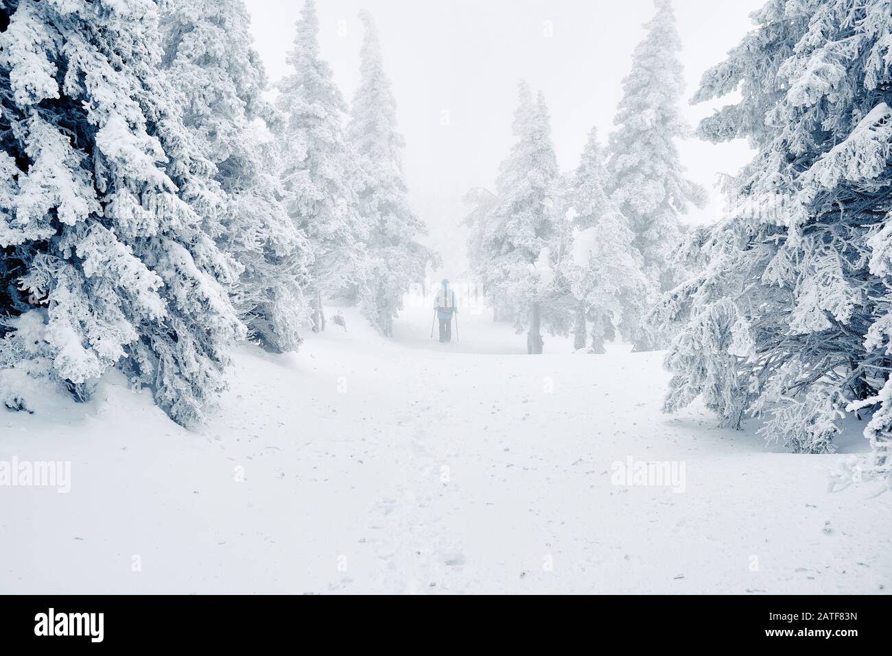 Nach Schneesturm im Winterwald kühlen Stockfoto