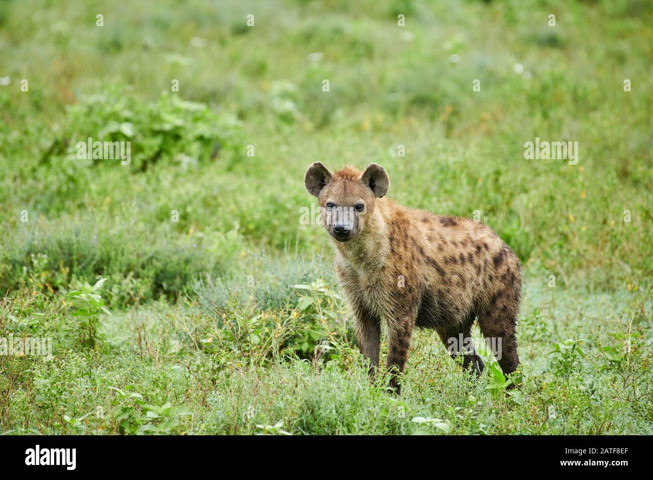 Gesichtete Hyäne (Crocuta Crocuta) im Serengeti-Nationalpark, UNESCO-Weltkulturerbe, Tansania, Afrika Stockfoto