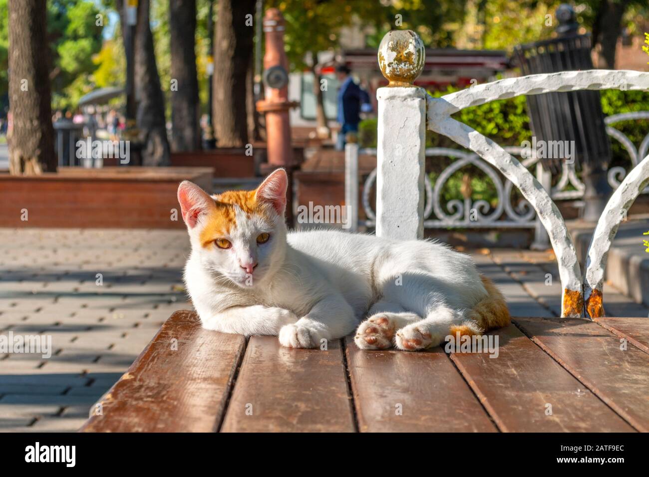 Eine orangefarbene und weiße Kurzhaarkatze entspannt im Sonnenlicht auf einer Bank im Sultanahmet-Platz in Istanbul, Türkei Stockfoto