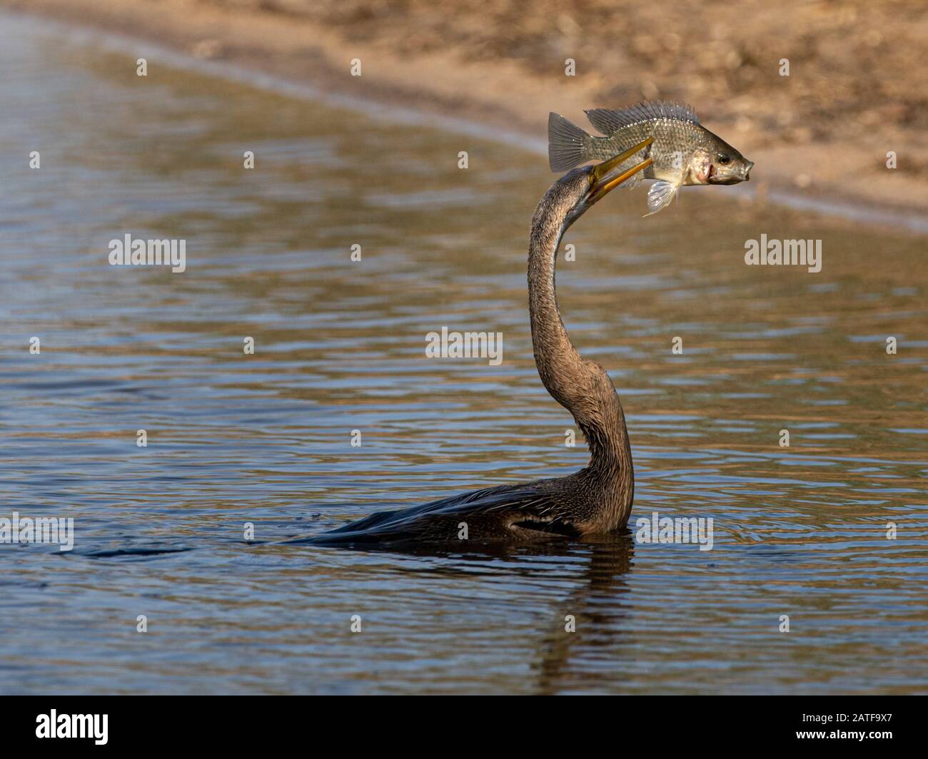 Ein afrikanischer Darter pierciert erfolgreich einen Fisch am Lake Placid im Kruger-Nationalpark Stockfoto