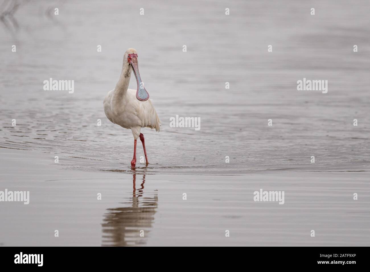 Afrikanischer Spoonbill weht durch das Wasser am Sunset Dam im Kruger National Park in Südafrika. Stockfoto