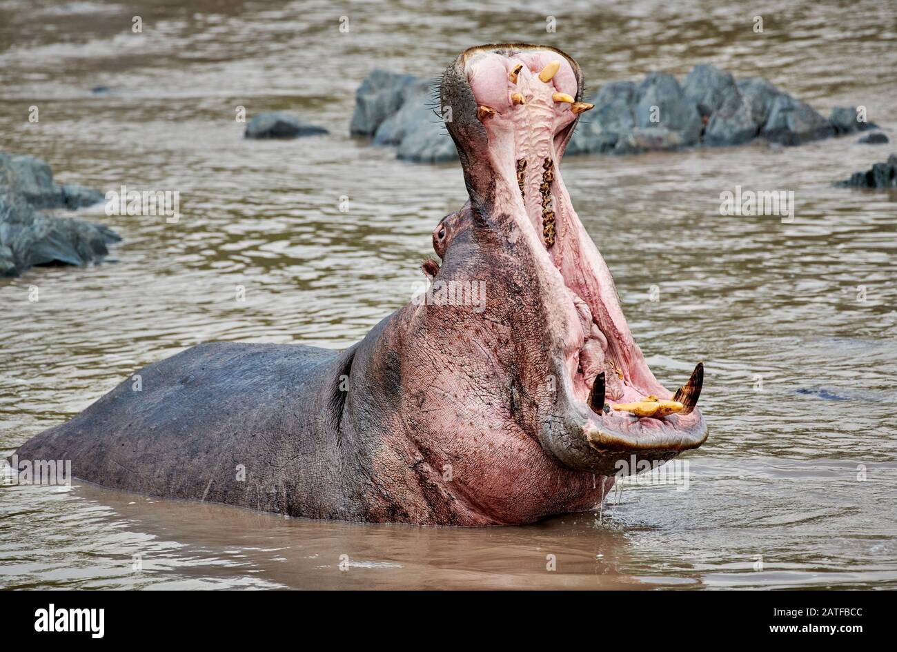 Gähnender Hippo mit riesigen Zähnen (Hippopotamus amphibius) im