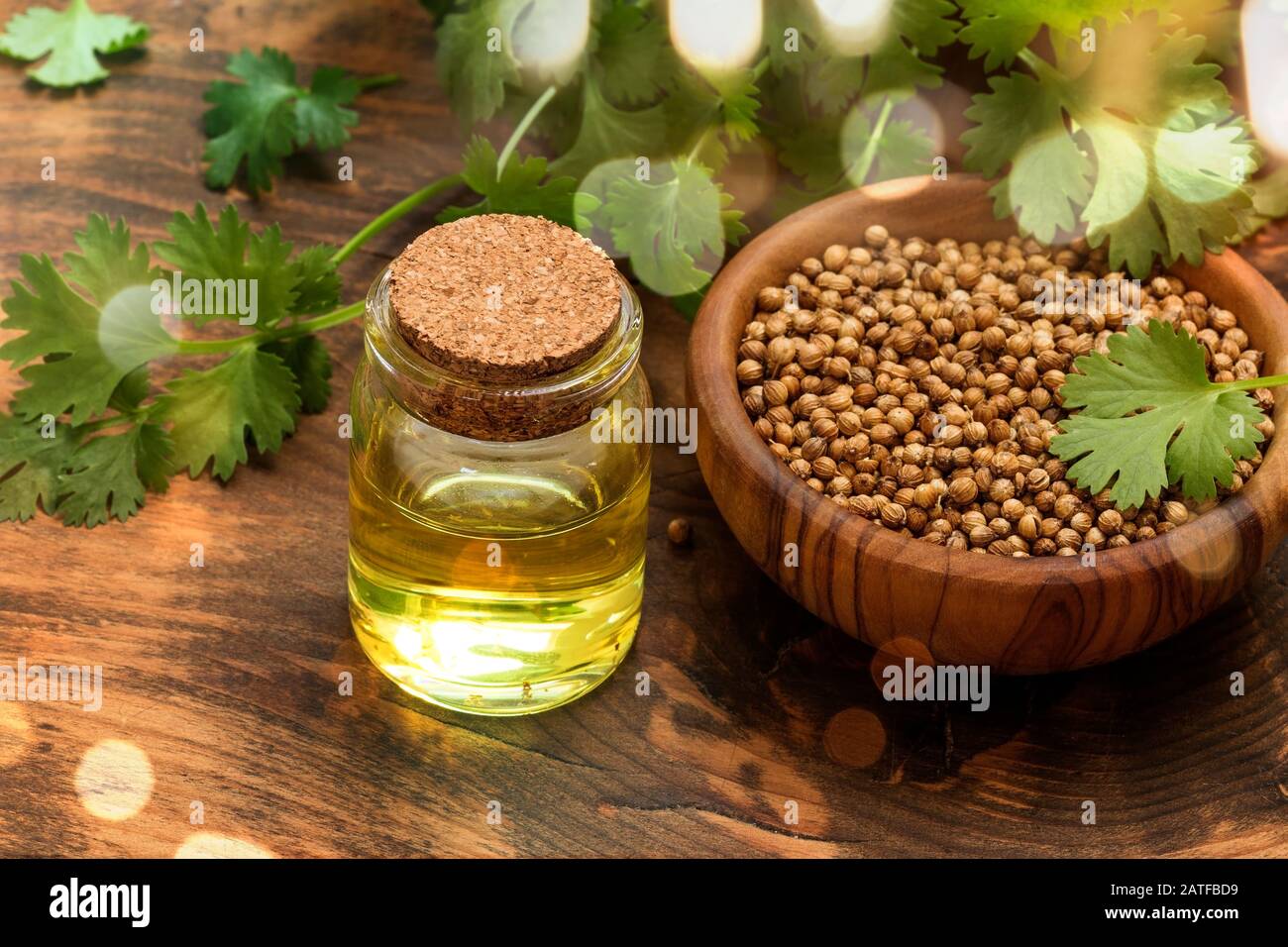 Korianderöl und Samen auf Holzgrund Stockfoto