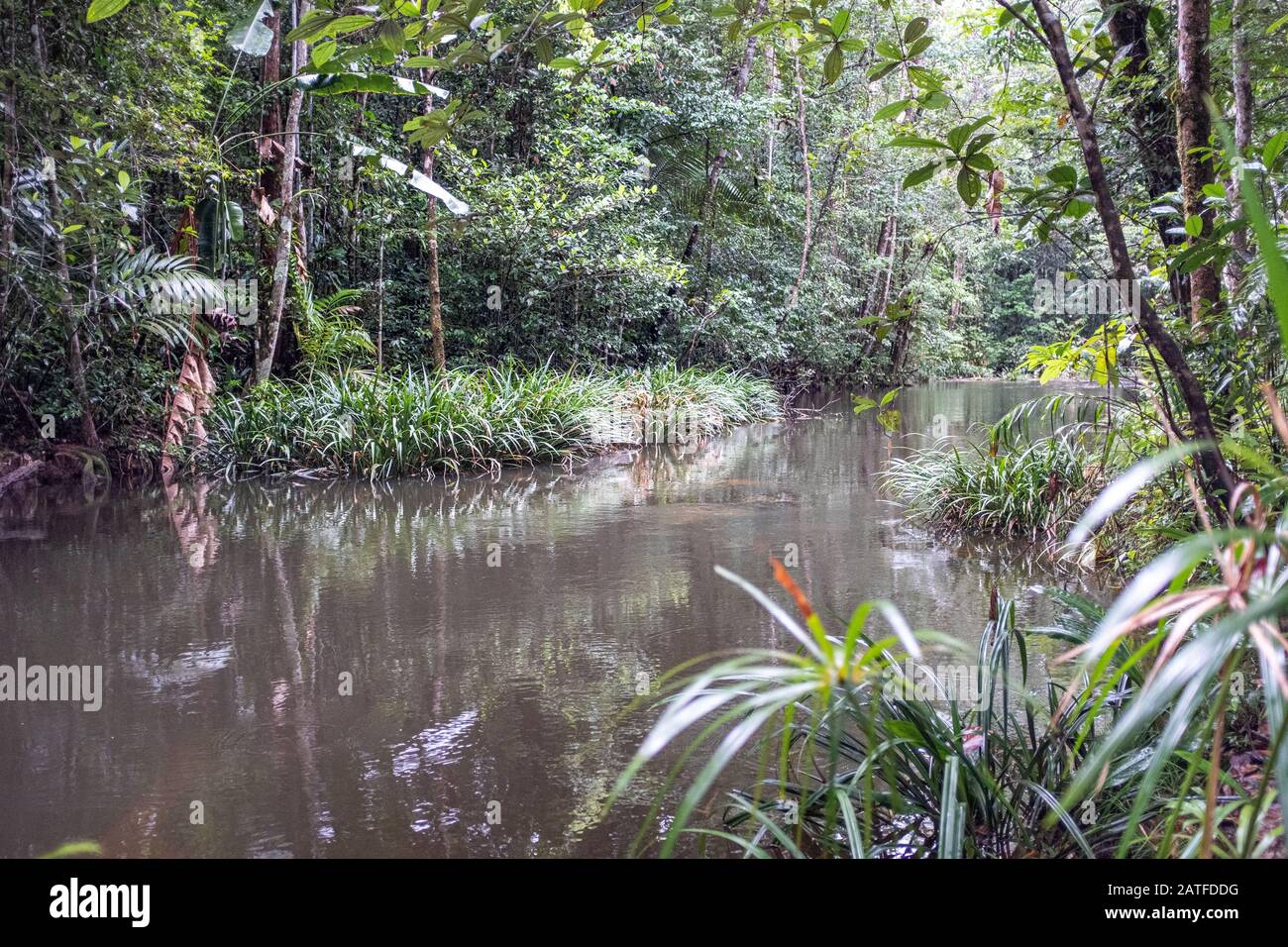 Ruhiger Abschnitt des Voltaire Flusses ohne Menschen, Amazonien, Französisch-Guayana Stockfoto