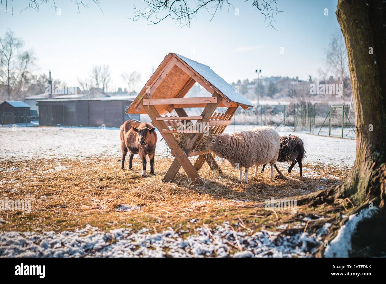 Ziegen und Schafe auf dem Barnyard in der Nähe von Feeder. Winterfarm-Szene. Schönes, sonniges Winterwetter Stockfoto
