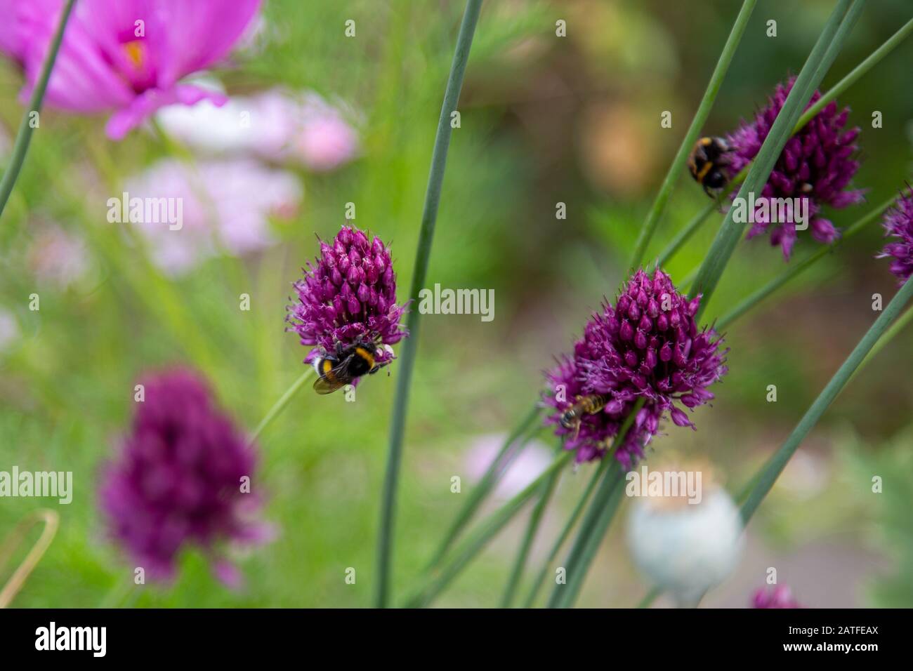 Viele Wildbienen sammeln an purpurroten Zierblauch Pollen für Honig Stockfoto