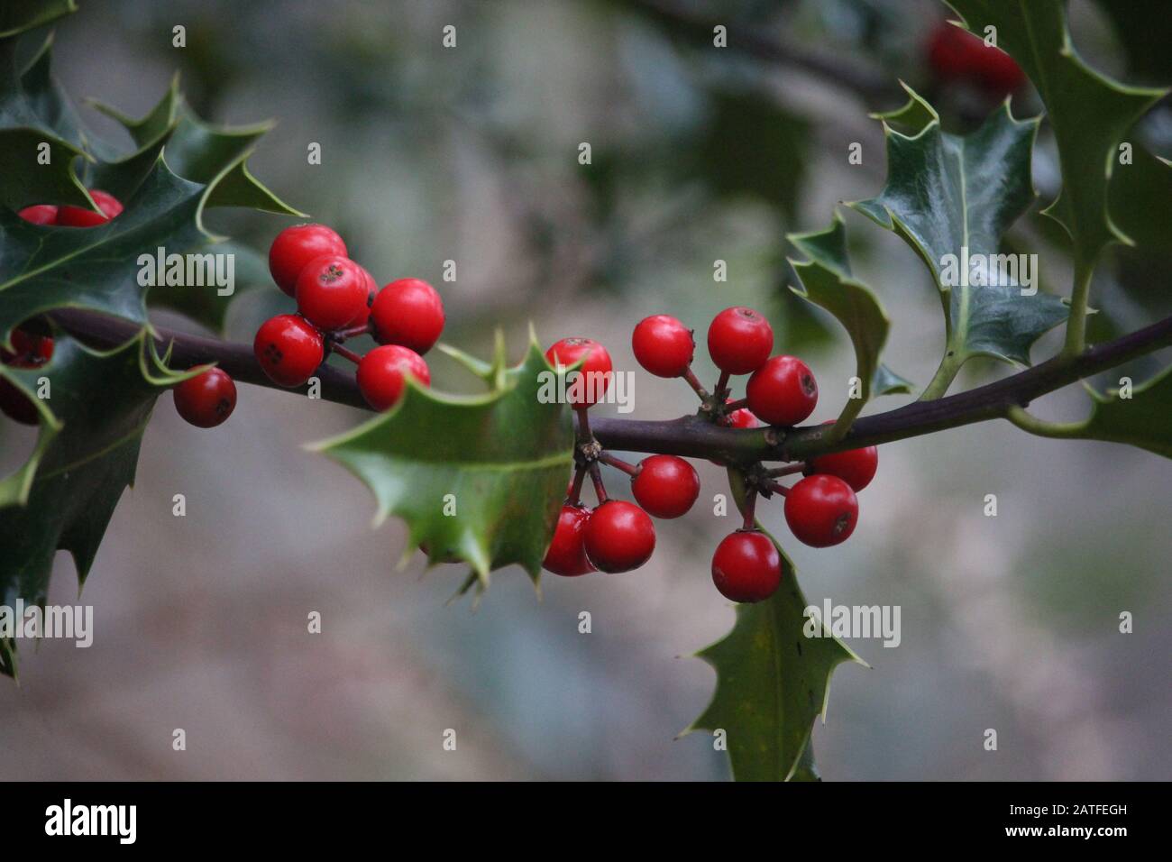 Nahaufnahme von holdigen Blättern und Beeren. Natürliche Vegetation, Waldhintergrund. Geringe Schärfentiefe, selektiver Fokus. Lebhafte RE Stockfoto