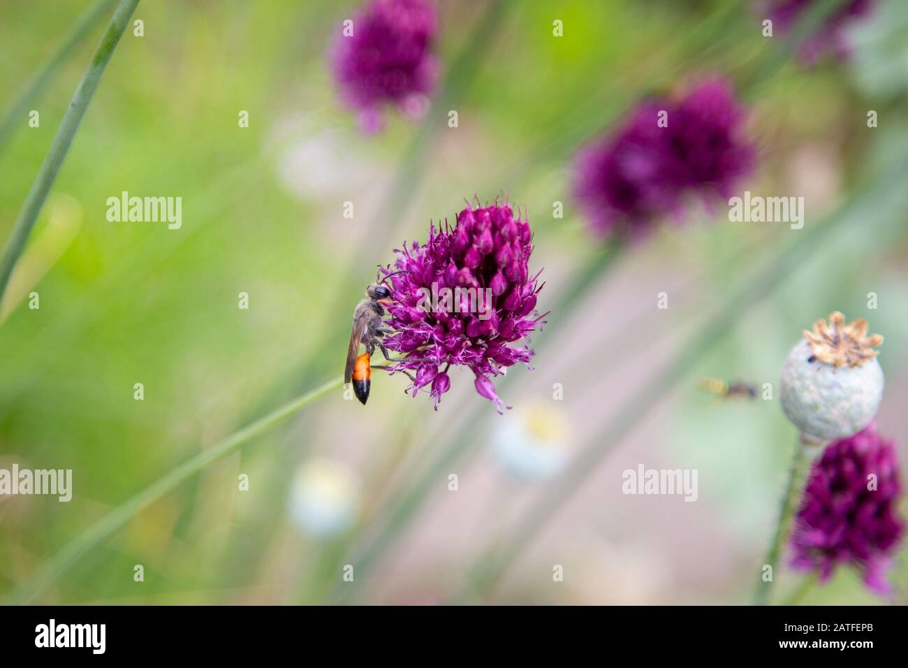 Viele Wildbienen sammeln an purpurroten Zierblauch Pollen für Honig Stockfoto