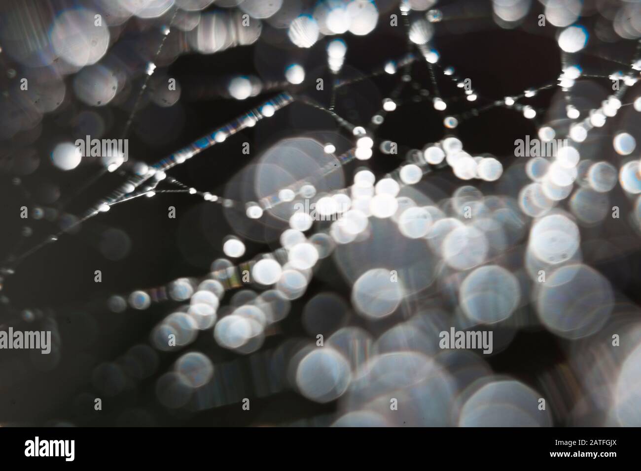 Nahaufnahme eines Spinnennetzes mit Wassertropfen auf schwarzem Hintergrund. Stockfoto