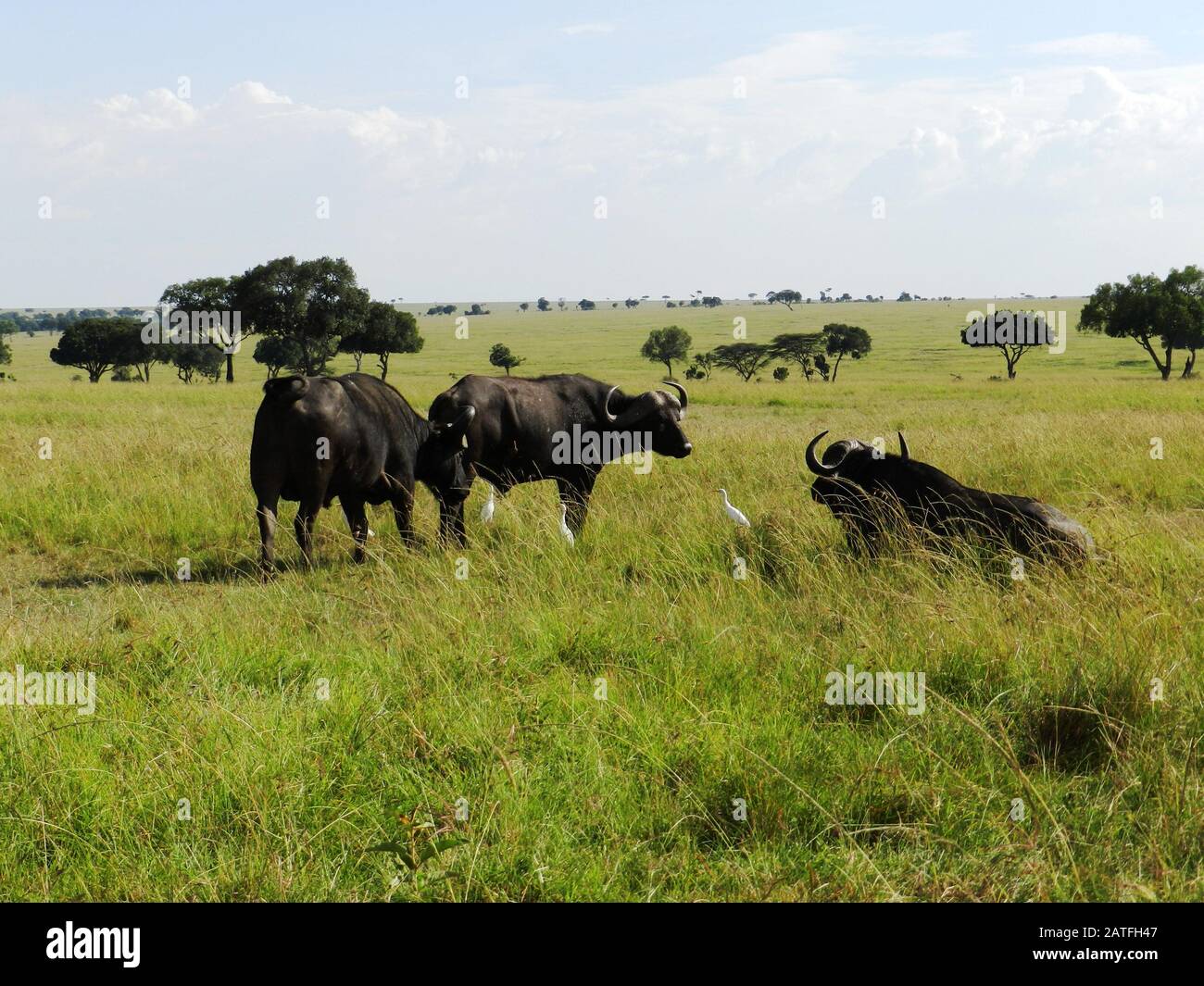Gruppe afrikanischer Buffalos weidete in der afrikanischen Savanne, Kenia Stockfoto